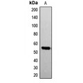 LifeSab™ G3BP1 (pS232) Rabbit pAb (50 µl)