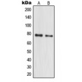LifeSab™ MPP10 Rabbit pAb (50 µl)