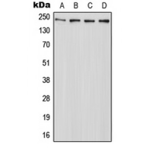 LifeSab™ ABCA7 Rabbit pAb (50 µl)