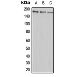 LifeSab™ ABCA9 Rabbit pAb (50 µl)
