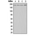 LifeSab™ MERTK Rabbit pAb (50 µl)