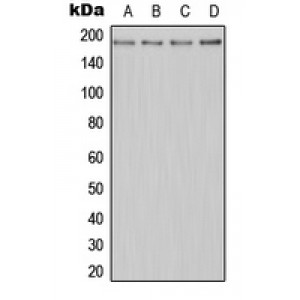LifeSab™ MERTK Rabbit pAb (50 µl)