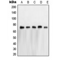 LifeSab™ NXF1 Rabbit pAb (50 µl)