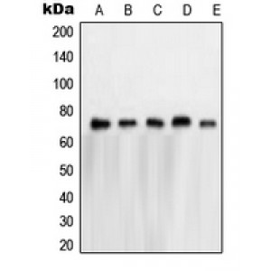 LifeSab™ NXF1 Rabbit pAb (50 µl)