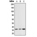 LifeSab™ Hydrophobestin Rabbit pAb (50 µl)