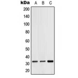 LifeSab™ Hydrophobestin Rabbit pAb (50 µl)