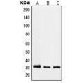 LifeSab™ RAB40B Rabbit pAb (50 µl)