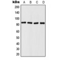 LifeSab™ Mitofilin Rabbit pAb (50 µl)
