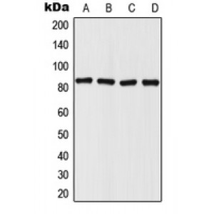LifeSab™ Mitofilin Rabbit pAb (50 µl)