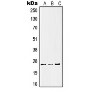LifeSab™ Kallikrein 11 Rabbit pAb (50 µl)
