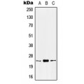 LifeSab™ Kallikrein 8 Rabbit pAb (50 µl)