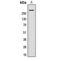 LifeSab™ AKAP13 Rabbit pAb (50 µl)