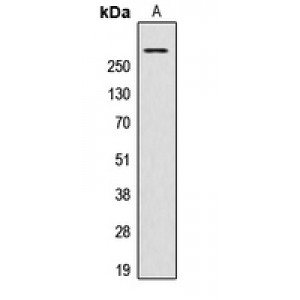 LifeSab™ AKAP13 Rabbit pAb (50 µl)
