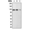 LifeSab™ RASA3 Rabbit pAb (50 µl)