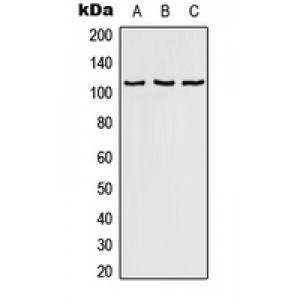 LifeSab™ RAB3GAP1 Rabbit pAb (50 µl)