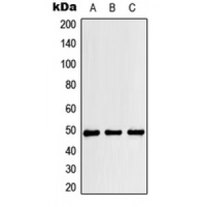 LifeSab™ RBM34 Rabbit pAb (50 µl)