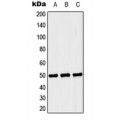 LifeSab™ Septin 6 Rabbit pAb (50 µl)