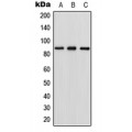 LifeSab™ RGL1 Rabbit pAb (50 µl)