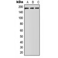 LifeSab™ ABCA5 Rabbit pAb (50 µl)