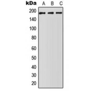 LifeSab™ ABCA5 Rabbit pAb (50 µl)