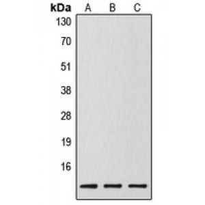LifeSab™ Caspase 14 p10 Rabbit pAb (50 µl)