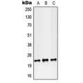 LifeSab™ RAB38 Rabbit pAb (50 µl)