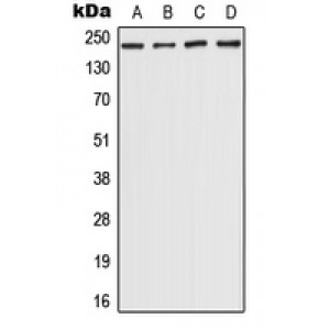 LifeSab™ CHD5 Rabbit pAb (50 µl)