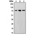 LifeSab™ SENP3 Rabbit pAb (50 µl)