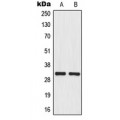 LifeSab™ MRPL46 Rabbit pAb (50 µl)