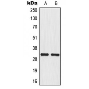 LifeSab™ MRPL46 Rabbit pAb (50 µl)