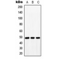 LifeSab™ BMP10 Rabbit pAb (50 µl)
