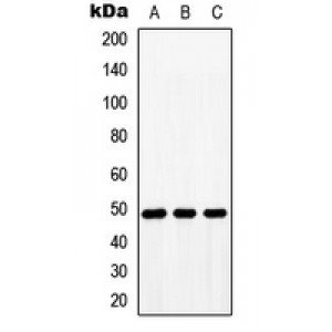 LifeSab™ BMP10 Rabbit pAb (50 µl)