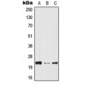 LifeSab™ HPGDS Rabbit pAb (50 µl)