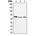 LifeSab™ MGCRACGAP Rabbit pAb (50 µl)