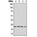 LifeSab™ SEI-1 Rabbit pAb (50 µl)