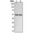 LifeSab™ Fibulin 4 Rabbit pAb (50 µl)