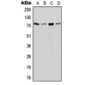 LifeSab™ XTRP2 Rabbit pAb (50 µl)