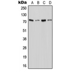 LifeSab™ XTRP2 Rabbit pAb (50 µl)