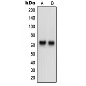 LifeSab™ Neurotrimin Rabbit pAb (50 µl)