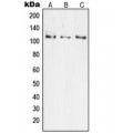 LifeSab™ JIK Rabbit pAb (50 µl)