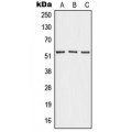 LifeSab™ Angiopoietin-4 Rabbit pAb (50 µl)