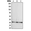 LifeSab™ WNT16 Rabbit pAb (50 µl)