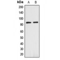 LifeSab™ ANAPC Rabbit pAb (50 µl)