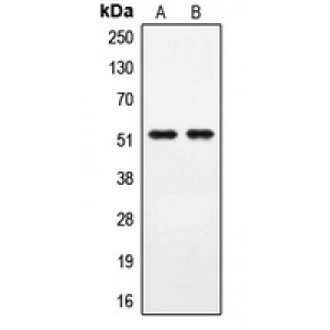 LifeSab™ PPHLN1 Rabbit pAb (50 µl)