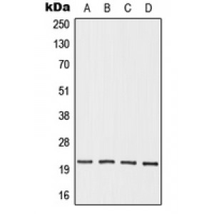 LifeSab™ OAZ3 Rabbit pAb (50 µl)