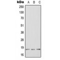 LifeSab™ HES2 Rabbit pAb (50 µl)