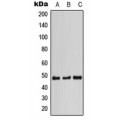 LifeSab™ STAP2 Rabbit pAb (50 µl)