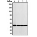 LifeSab™ LYAR Rabbit pAb (50 µl)
