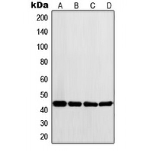 LifeSab™ LYAR Rabbit pAb (50 µl)