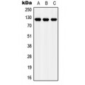 LifeSab™ Apolipoprotein E Receptor 2 Rabbit pAb (50 µl)